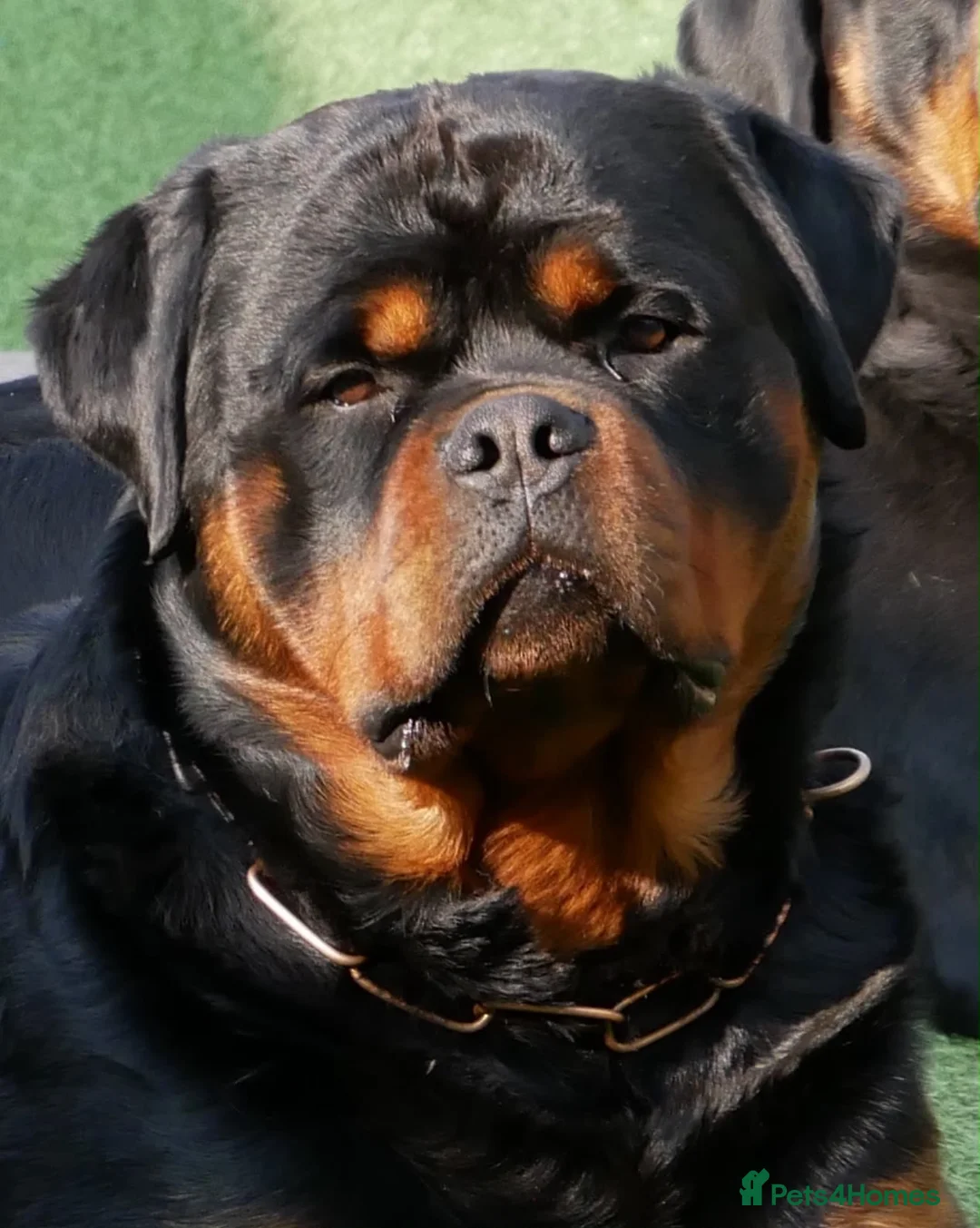 Rottweiler dogs for sale: KC Registered Rottweiler Puppies in Leicester - Advert 17