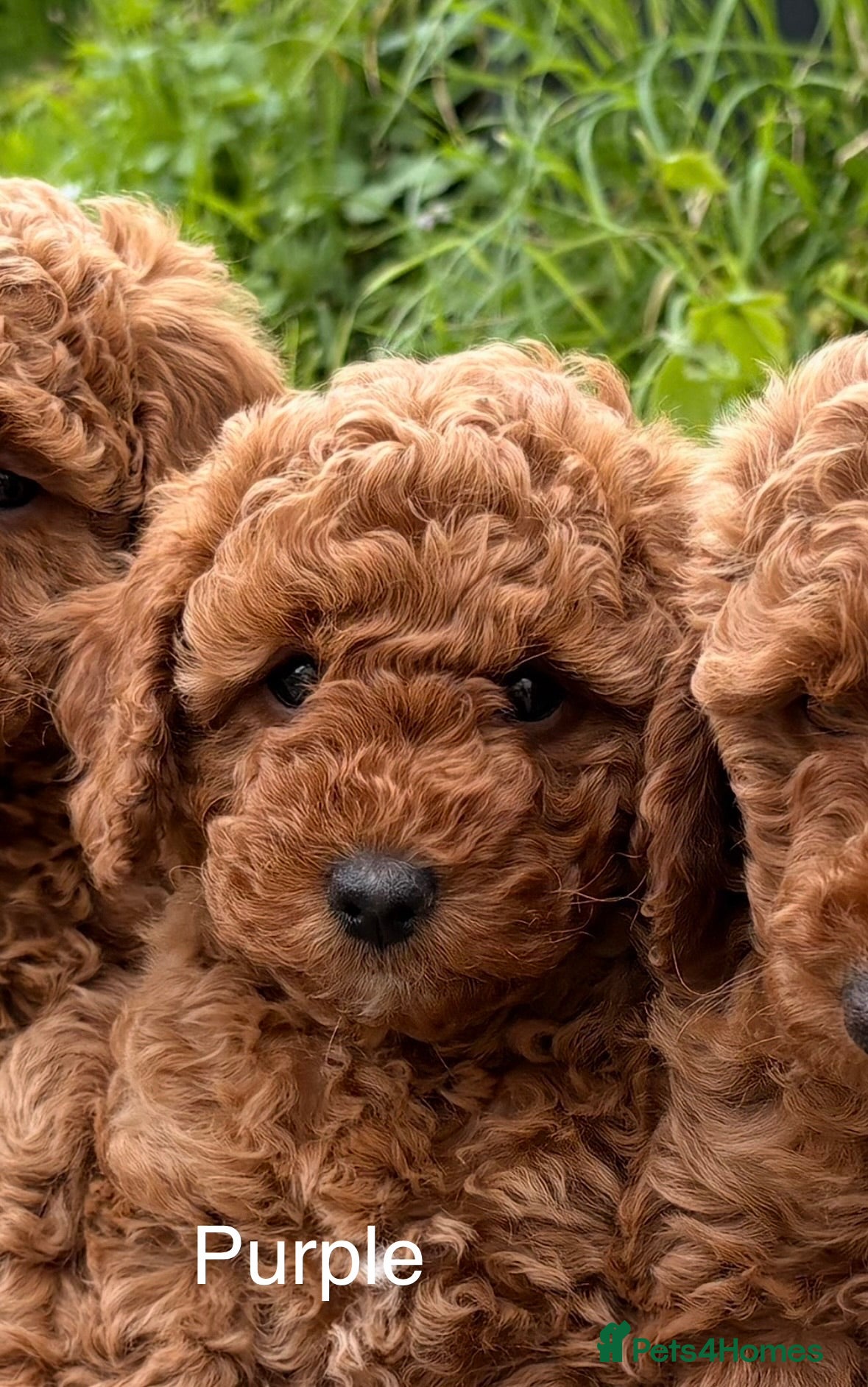 Miniature Poodle dogs 2 reserved 2 remaining ready 24/5/26 - Advert 5