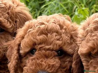 Miniature Poodle dogs 2 reserved 2 remaining ready 24/5/26 - Advert 5