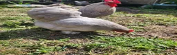 Chickens poultry for sale: Lavender Pekin day old chicks - Advert 9