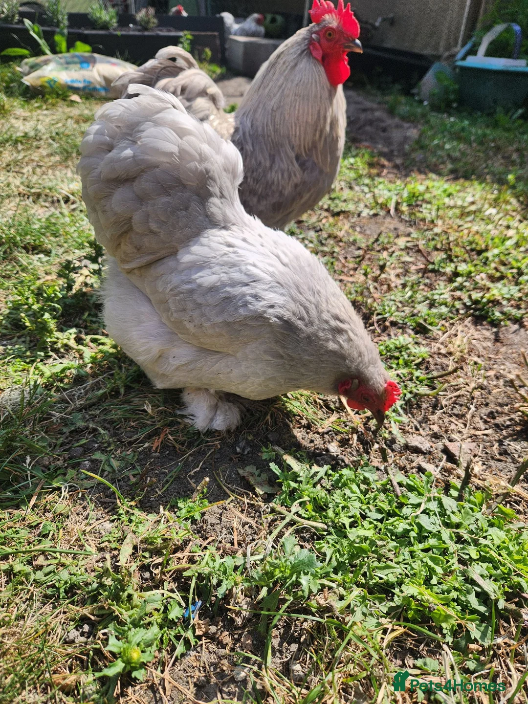 Chickens poultry for sale: Lavender Pekin day old chicks - Advert 9