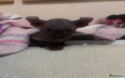 Sphynx cats for sale: Half Elf sphynx  - Image 3