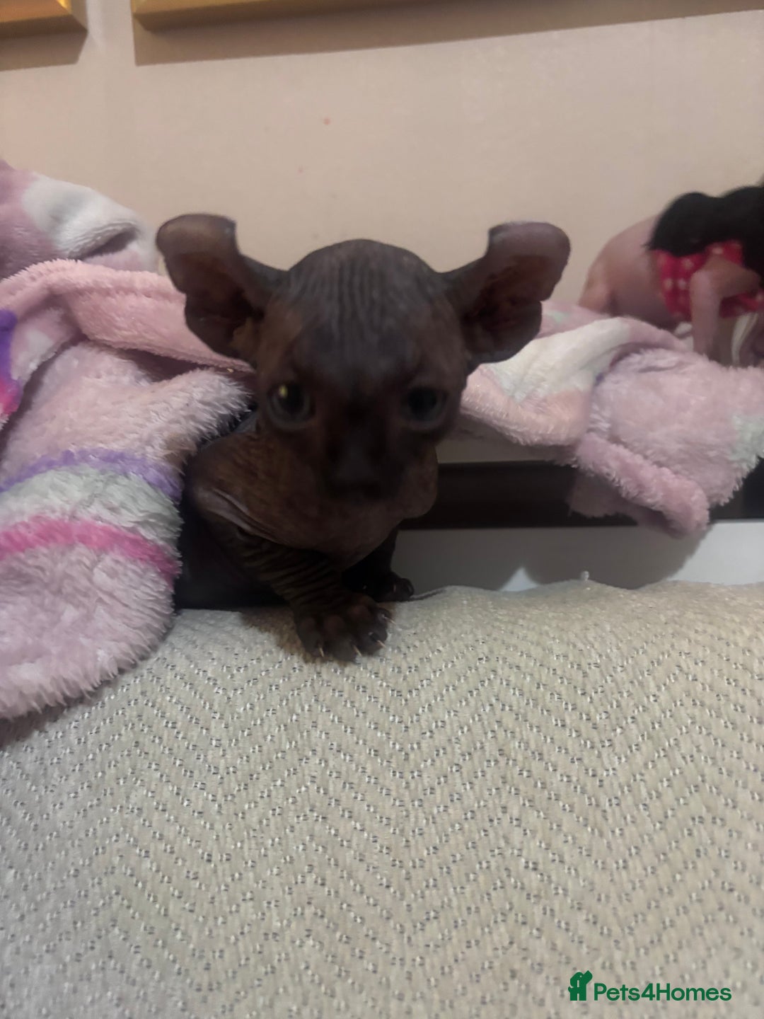 Sphynx cats for sale: Half Elf sphynx  - Image 3