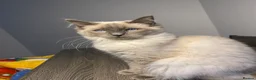 Ragdoll cats for sale: 5 Bluepoint Ragdoll kittens  - Advert 8