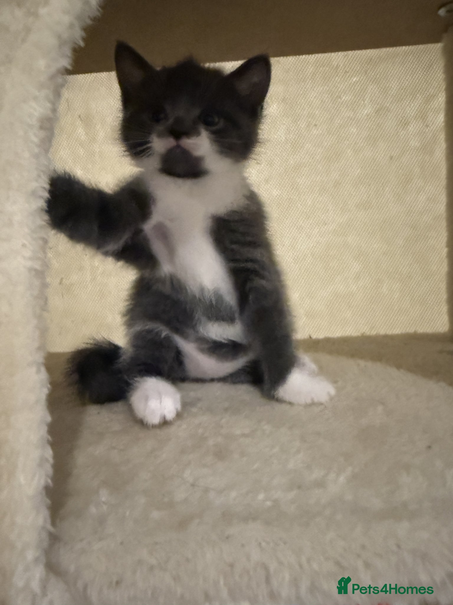 British Shorthair cats for sale: Beautiful mixed breed kittens  in Loughton - Advert 9