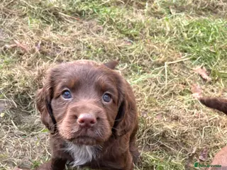 Cocker Spaniel dogs Beautiful Cockerspaniel Puppies for sale🐶 - Advert 14