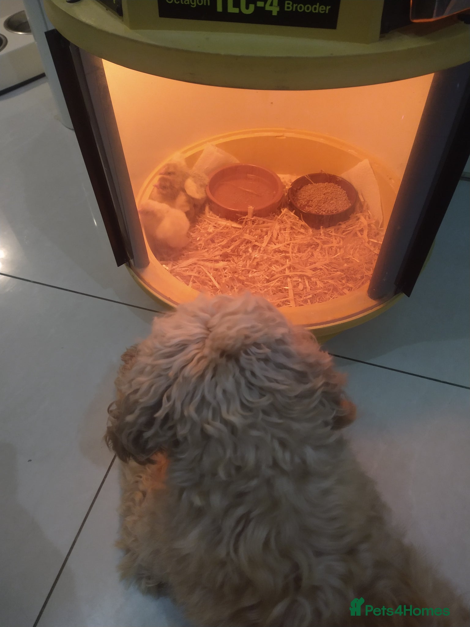 Chickens poultry Brahma Chicks - Advert 1