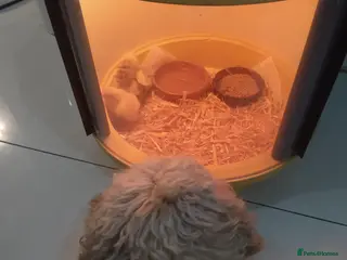 Chickens poultry Brahma Chicks - Advert 1