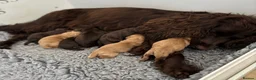 Cocker Spaniel dogs for sale: Sangriseo Show Cocker Spaniel puppies  - Advert 4