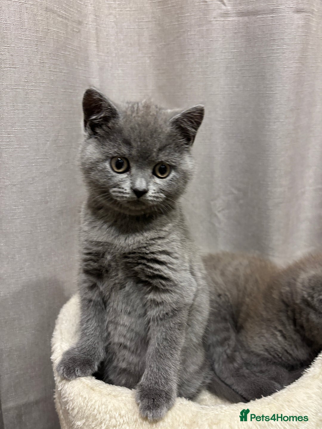 British Shorthair cats for sale: British shorthair kittens for sale - Advert 3