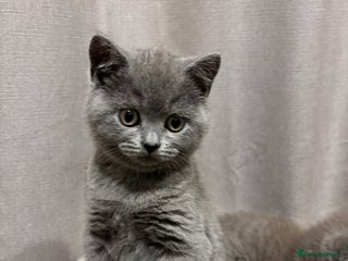 British Shorthair cats British shorthair kittens for sale - Advert 12