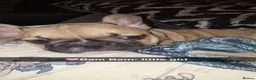 French Bulldog dogs for sale: We have 5 frenchies ready to go 12 june in Rhayader - Advert 3