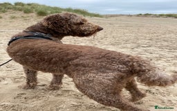Goldendoodle dogs for stud: Our gorgeous boy Benji  in Northwich - Image 10