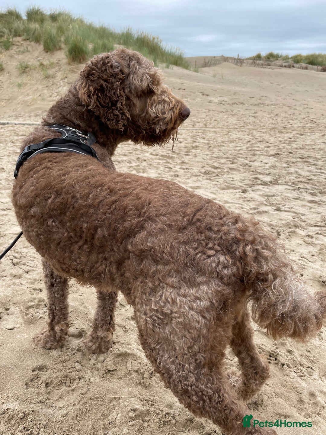 Goldendoodle dogs for stud: Our gorgeous boy Benji  in Northwich - Image 10