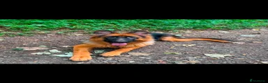 German Shepherd 1