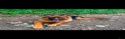 German Shepherd dogs for sale: Liba German Shepard  in Manchester - Advert 2