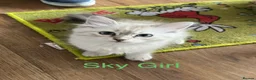 Siberian cats for sale: Amazing Siberian Neva Masquerade/Ragdoll kittens  - Advert 26