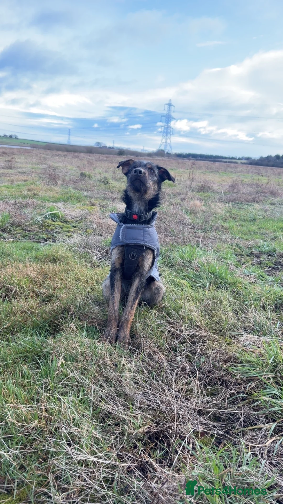 Beauceron dogs for sale: 9 month old buddy  - Advert 2