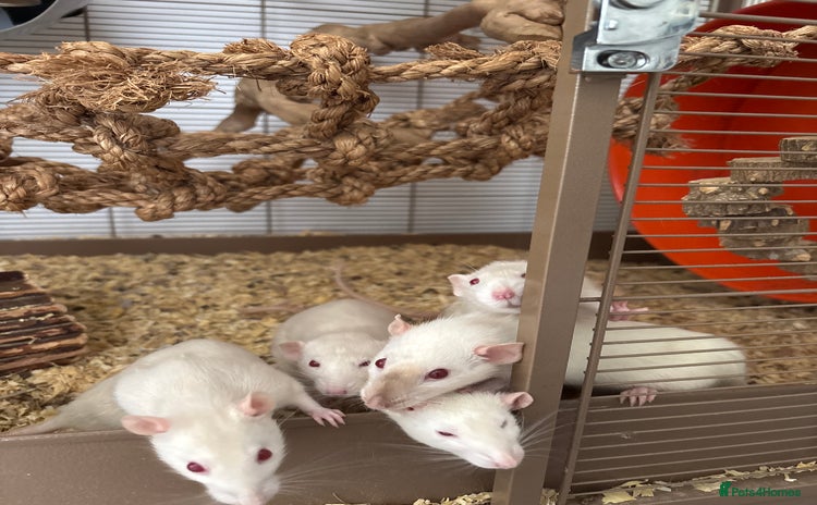 Rat rodents - Advert 17