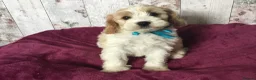 Cavapoo dogs for sale: Adorable Cockalierpoo pups ( so cute) - Advert 29