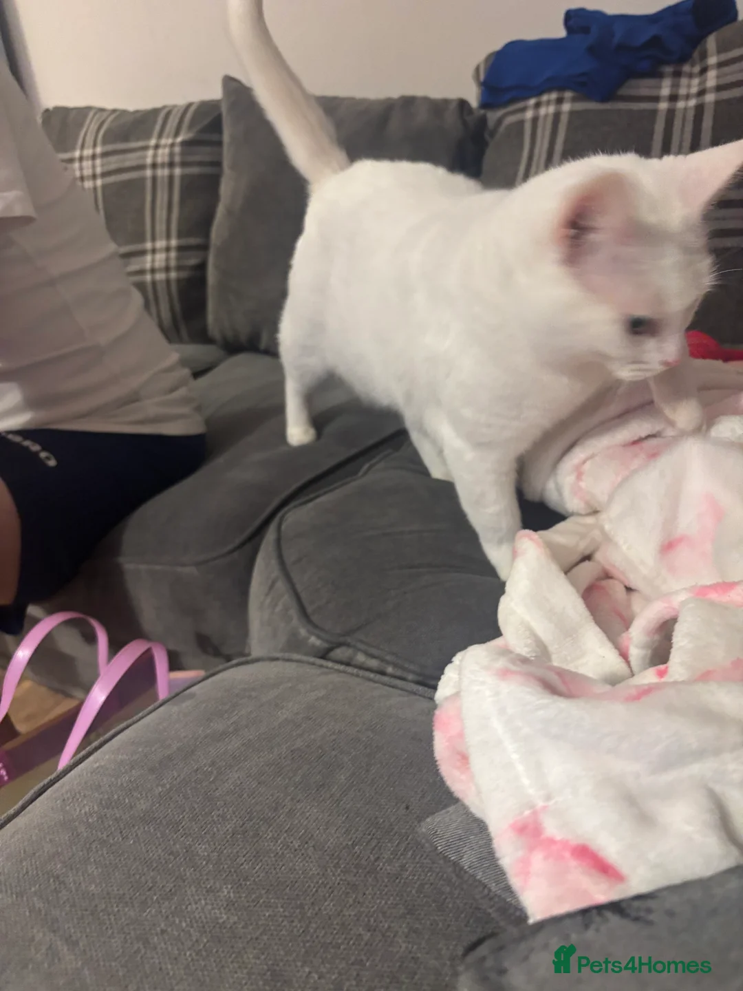 Mixed Breed cats for sale: Mother and cat  - Advert 3