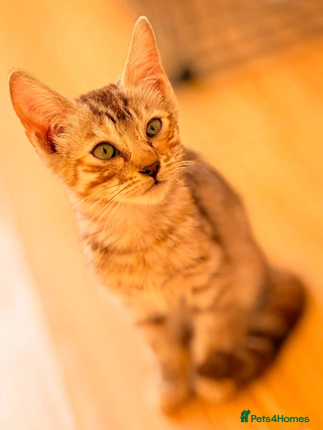 Mixed Breed cats for sale: Female Bengal X Savannah kitten very urgent - Advert 2