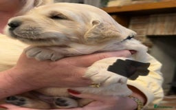 Golden Retriever dogs for sale: KC Reg Golden Retriever Pups - CHAMPION Bloodlines - Image 29