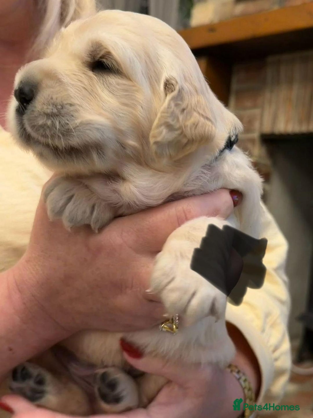 Golden Retriever dogs for sale: KC Reg Golden Retriever Pups - CHAMPION Bloodlines - Image 29