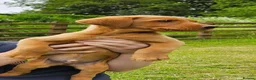 Labrador Retriever dogs for sale: Fox Red Labrador Puppies - Advert 18