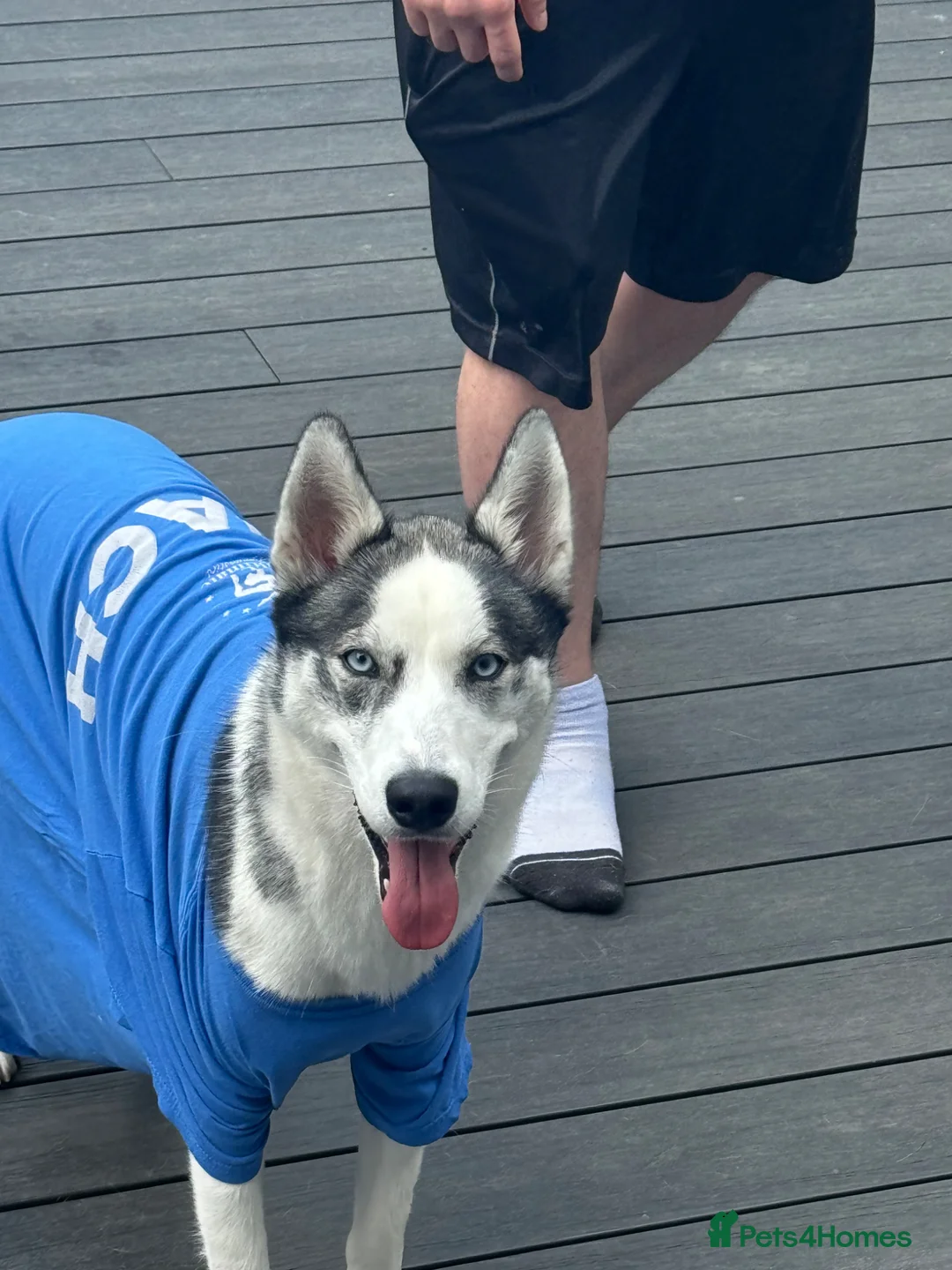 Siberian Husky dogs for sale: Siberian Husky-Experienced home only, No Children  - Advert 1