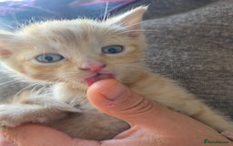 Mixed Breed cats for sale: 5 Adorable Kittens Ready for New Homes 🐾 - Image 4