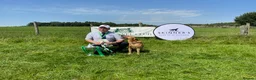 Labrador Retriever dogs for stud: Field Trial Champion Dark Yellow Labrador in Kinross - Advert 5