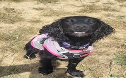 Cocker Spaniel dogs for sale: For Sale - Image 7