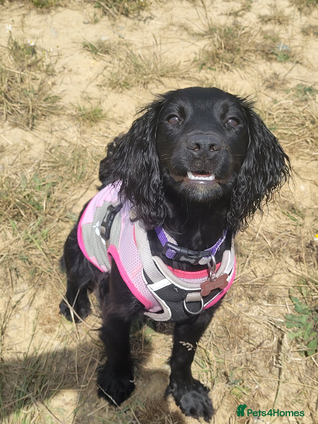 Cocker Spaniel dogs for sale: For Sale - Image 7