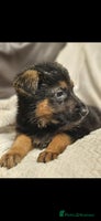German Shepherd dogs Chunky German shepherd puppies for sale - Advert 2