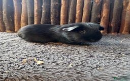 Guinea Pig rodents for sale: Baby Guinea Pigs - Image 5