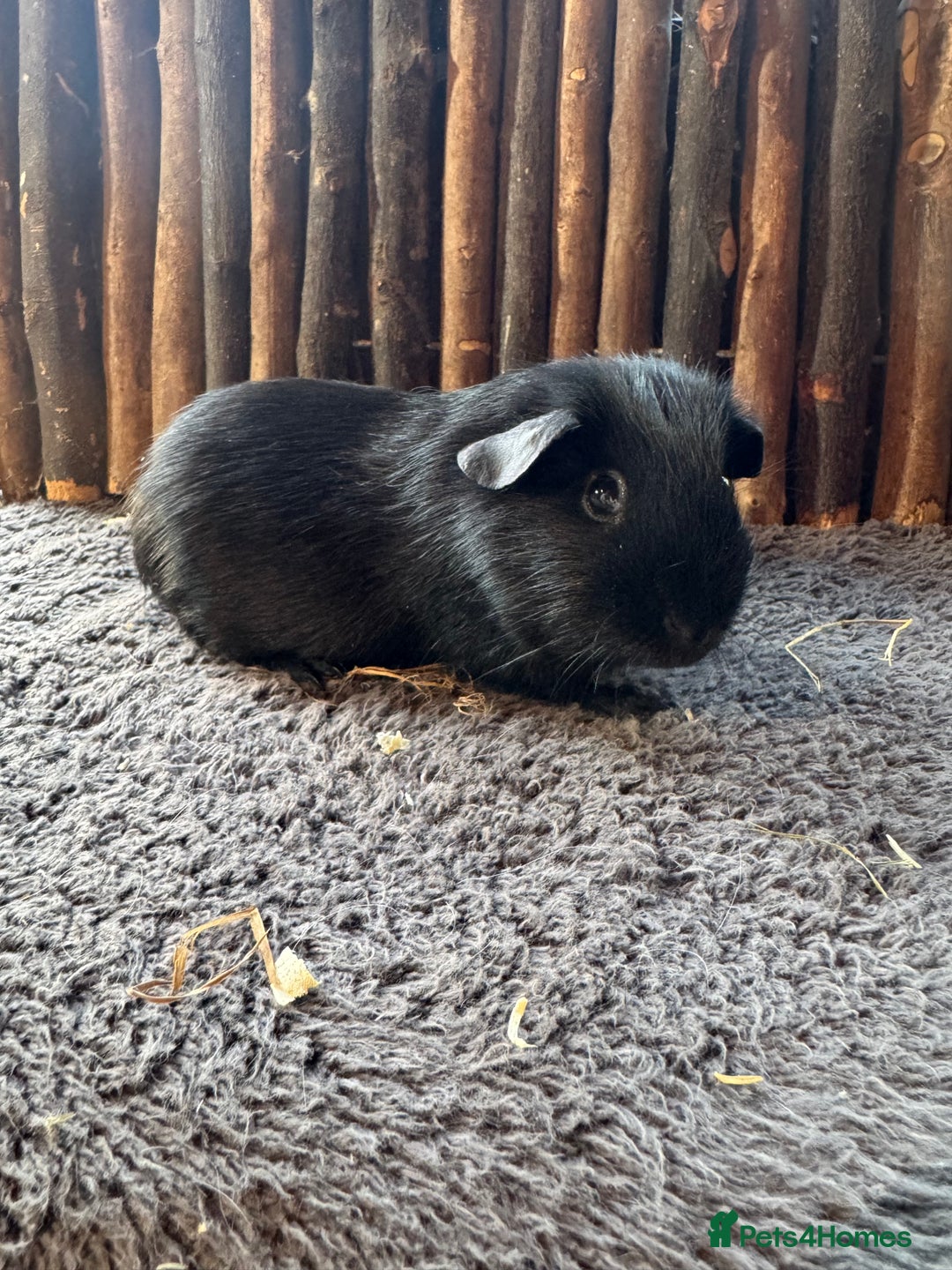 Guinea Pig rodents for sale: Baby Guinea Pigs - Image 5