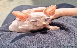 Sphynx cats for sale: Gorgeous Canadian Sphynx kittens, stunning - Image 1