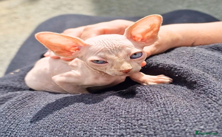 Sphynx cats - Advert 2