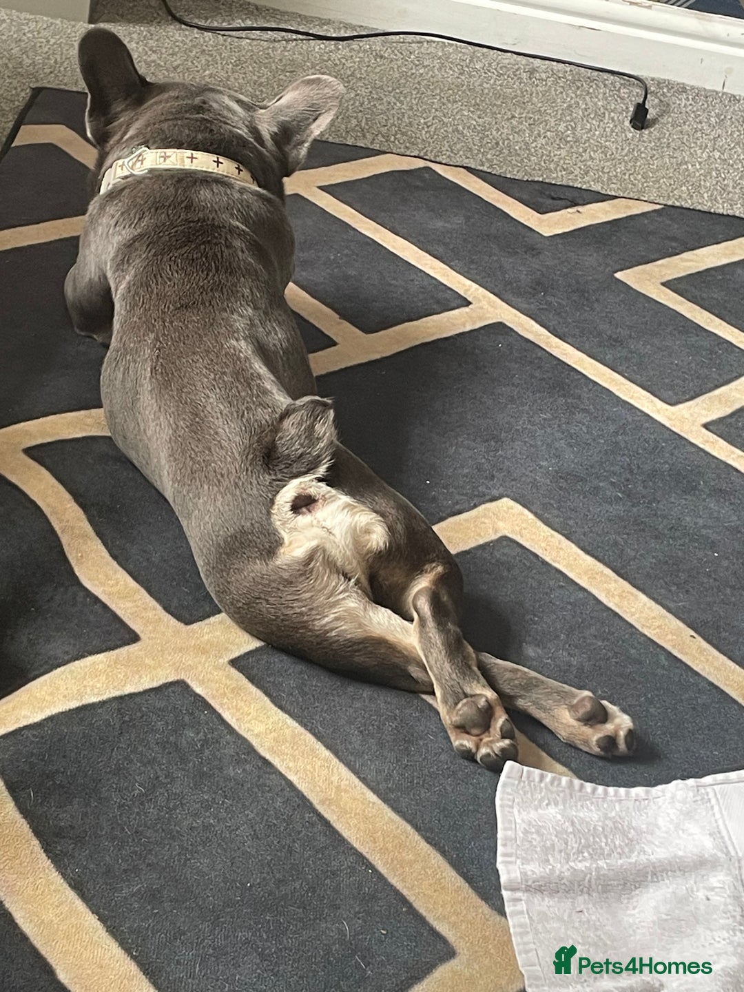 French Bulldog dogs for sale: A special pup - Image 3