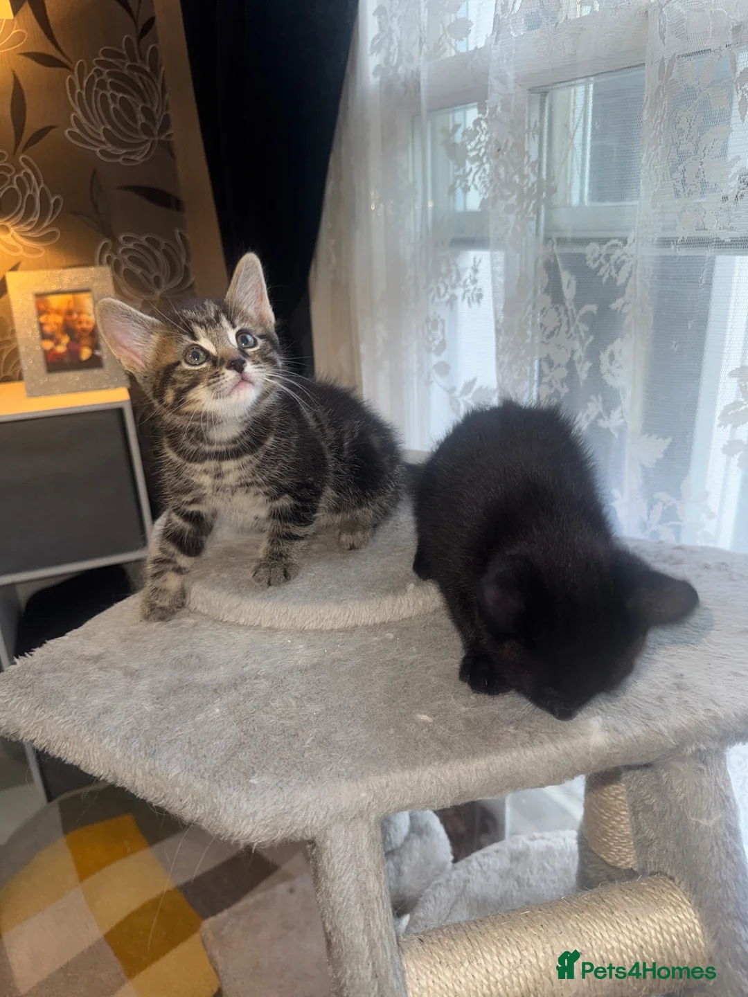 Mixed Breed cats for sale: 4 beautiful kittens for sale  in Bristol - Advert 12