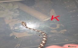 Corn Snake reptiles for sale: Hatchling Corn Snakes CB25 - Image 7