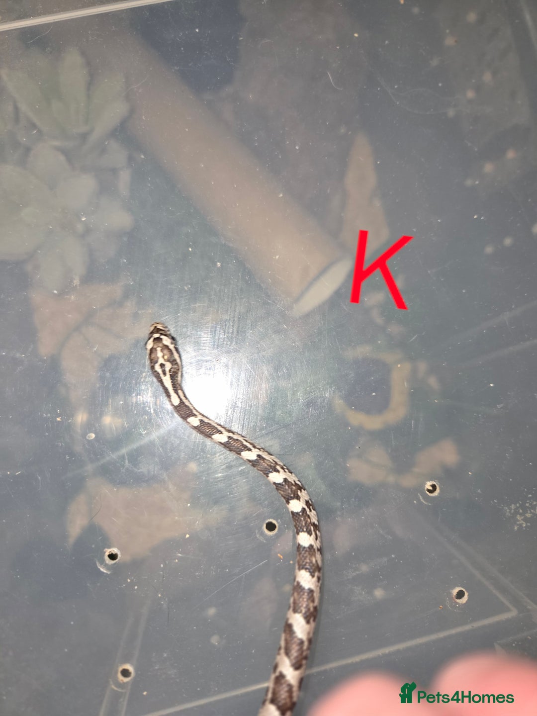 Corn Snake reptiles for sale: Hatchling Corn Snakes CB25 - Image 7