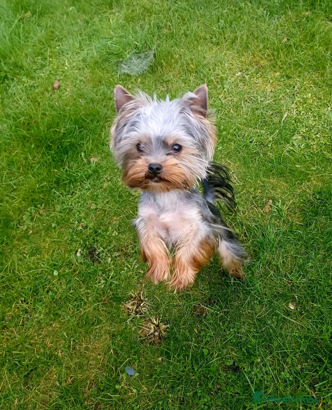 Yorkshire Terrier dogs for stud:  900grams !! The smallest cutest boy in Uk  in Bedford - Advert 16