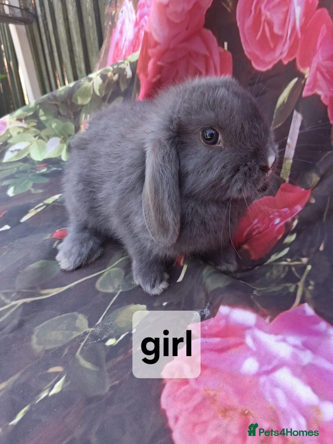 Mini Lop rabbits for sale: Mini lop babies - Advert 1