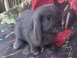 Mini Lop rabbits Mini lop babies - Advert 1