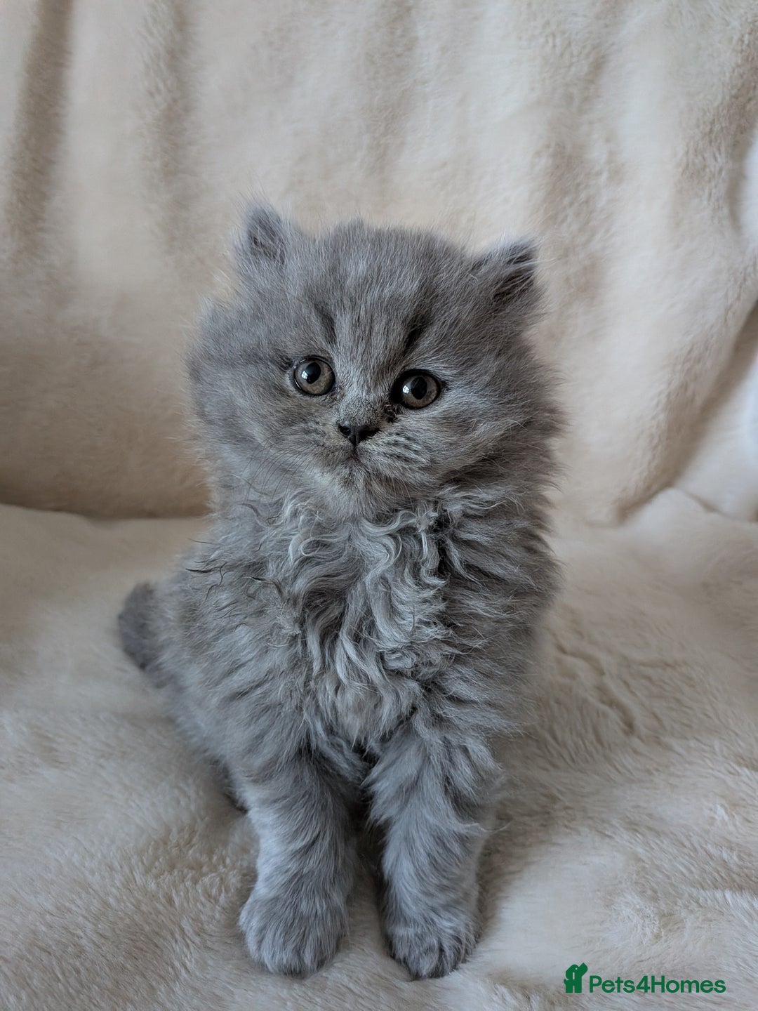 British Longhair cats for sale: Stunning British longhair kittens GCCF reg - Advert 4