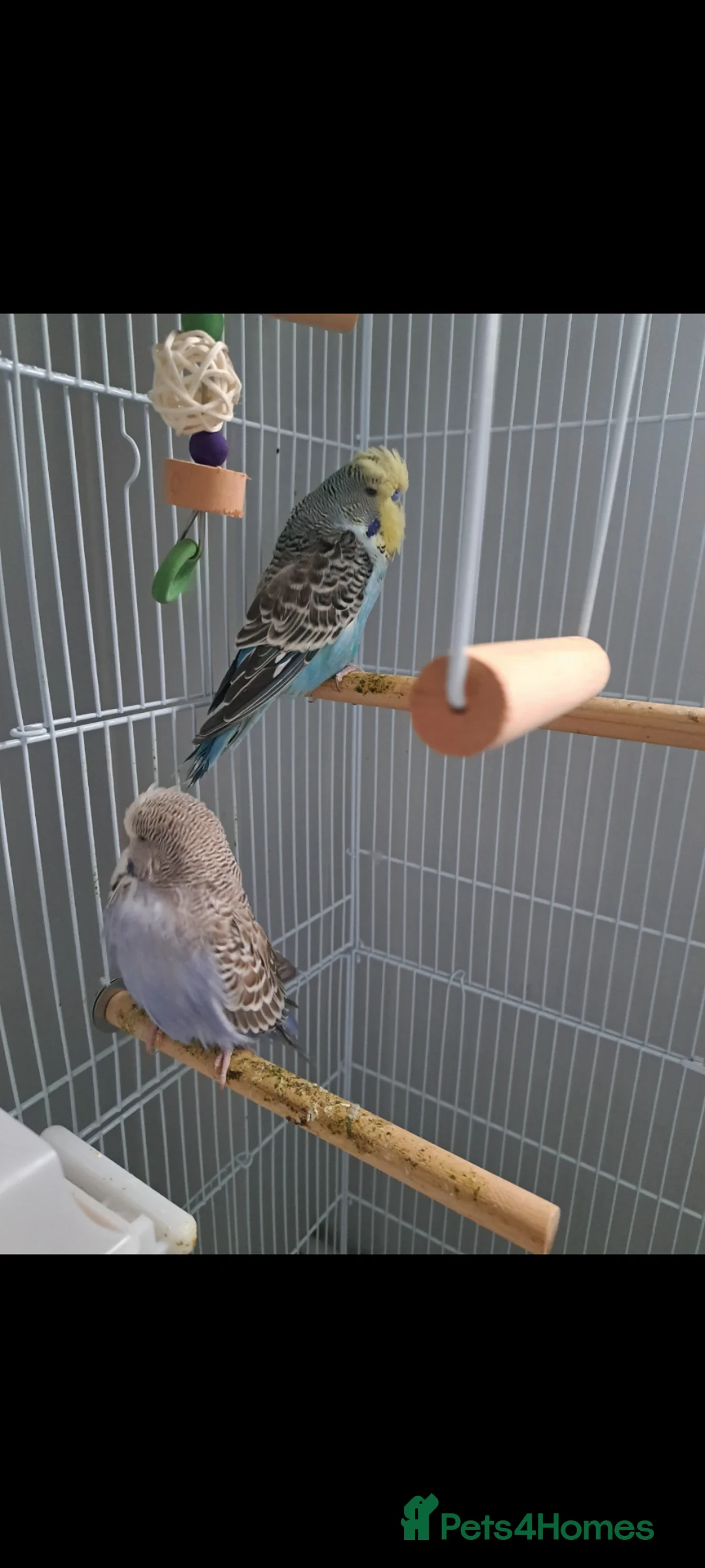 Budgerigars birds for sale: 2 Exhibition Budgies with cage and food  in Mansfield - Advert 2