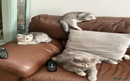 Exotic cats for sale: Beautiful exotic kittens  - Image 6