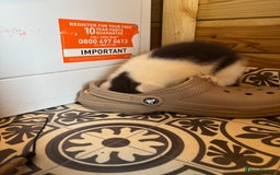 Mixed Breed cats for sale: Two beautiful fluffy girls kittens  - Image 13